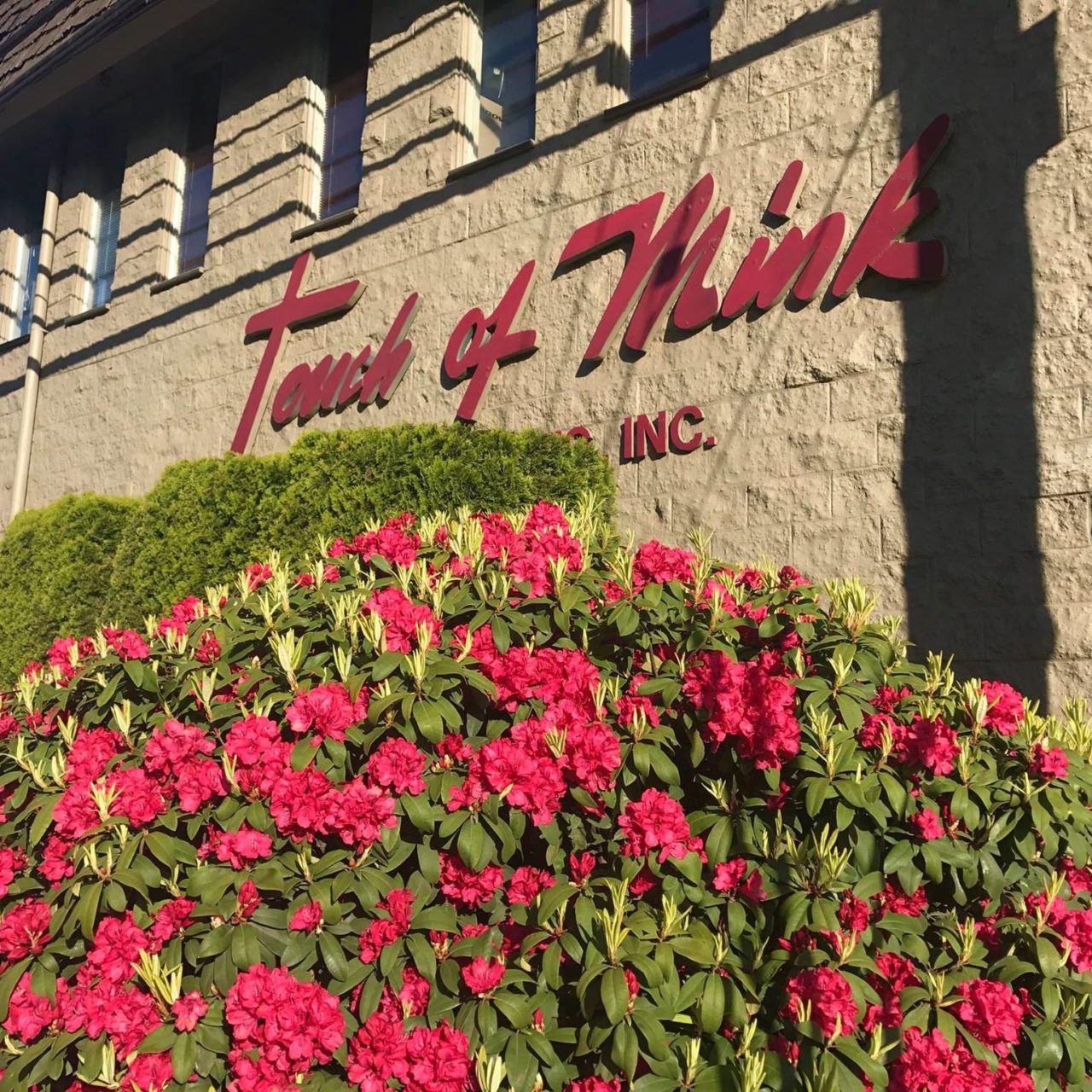 Touch of Mink sign on outside of building with pink flowering bushes