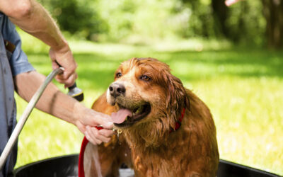 Maintain your Pet’s cleanliness with MinkSheen pet shampoo