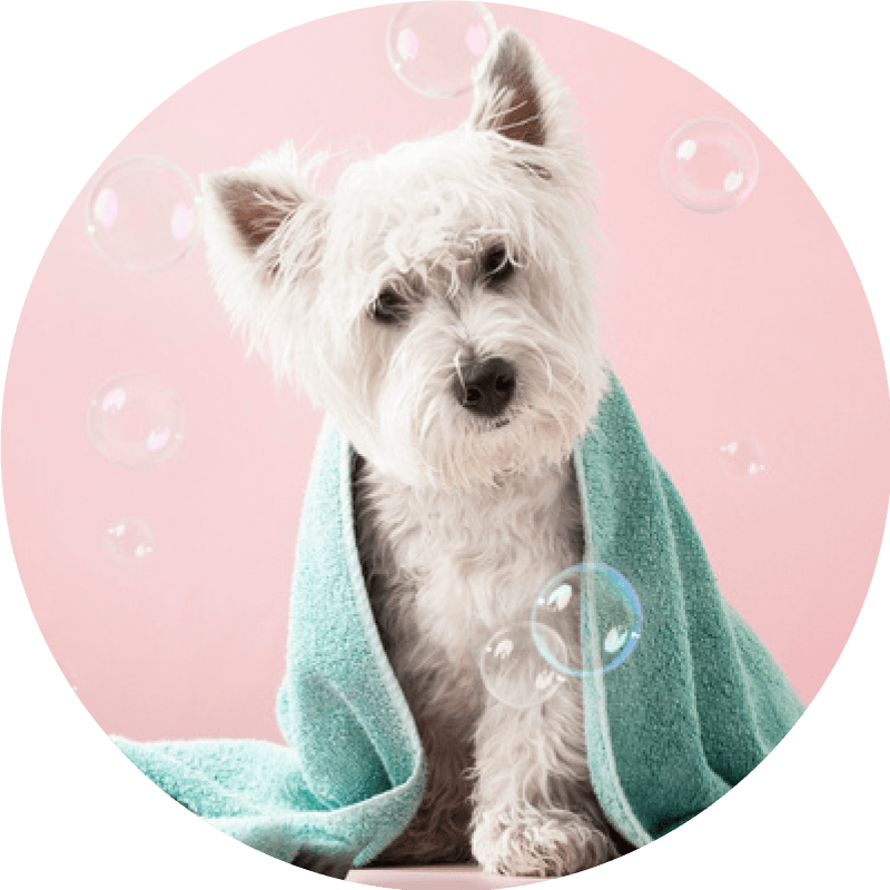 Image of a white dog with a teal bath towel and bubbles