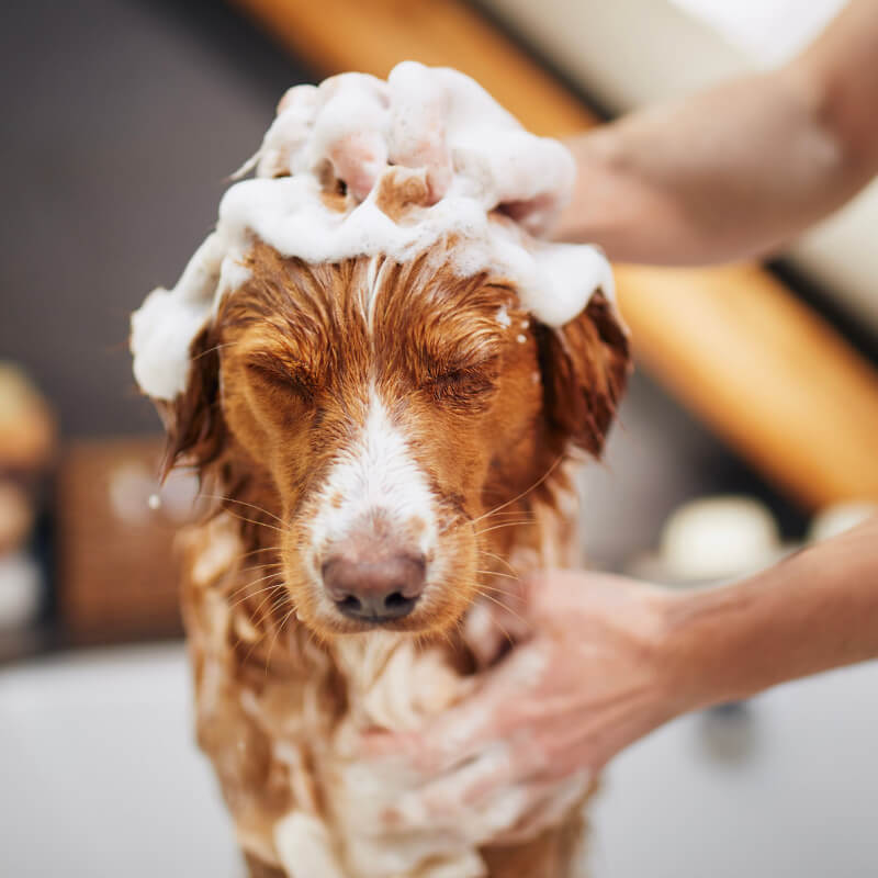 An image of a brown dog getting a bath</p>
<p>Save</p>
<p>Search Options<br />
Filter</p>
<p>Help</p>
<p>Touch of Mink<br />
13<br />
0<br />
New<br />
Edit Page<br />
eBay<br />
Exit Visual Builder<br />
Howdy, Jennifer Zieg<br />
Log Out</p>
<p>Choose an Image<br />
Actions<br />
Upload filesMedia Library<br />
Filter media<br />
All media items</p>
<p>All dates<br />
Search<br />
Showing 81 of 539 media items</p>
<p>Load more<br />
Attachment Details</p>
<p>Photo-4-cropped_800w.jpg<br />
August 30, 2023<br />
53 KB<br />
800 by 800 pixels<br />
Edit Image<br />
Delete permanently<br />
Alt Text<br />
Learn how to describe the purpose of the image. Leave empty if the image is purely decorative.Title<br />
Photo-4-cropped_800w<br />
Caption<br />
Description<br />
File URL:<br />
https://touchofmink.com/wp-content/uploads/2023/08/Photo-4-cropped_800w.jpg<br />
Copy URL to clipboard<br />
Attachment Display Settings<br />
Alignment<br />
None<br />
Link To<br />
None<br />
Size<br />
Full Size – 800 × 800<br />
Upload an image<br />
No file chosen